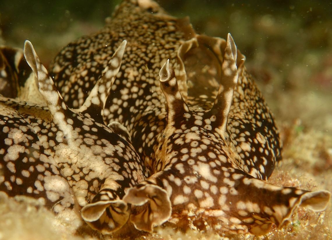 Kuroda Seahare - Aplysia kurodai This large size Seahares, two of them in the picture has the capability to secret ink as their defensive mechanism. Aplysia kurodai,Cebu,Geotagged,Kuroda Seahare,Malapascua,Philippines,Seahare,Spring