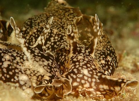 Kuroda Seahare - Aplysia kurodai This large size Seahares, two of them in the picture has the capability to secret ink as their defensive mechanism. Aplysia kurodai,Cebu,Geotagged,Kuroda Seahare,Malapascua,Philippines,Seahare,Spring