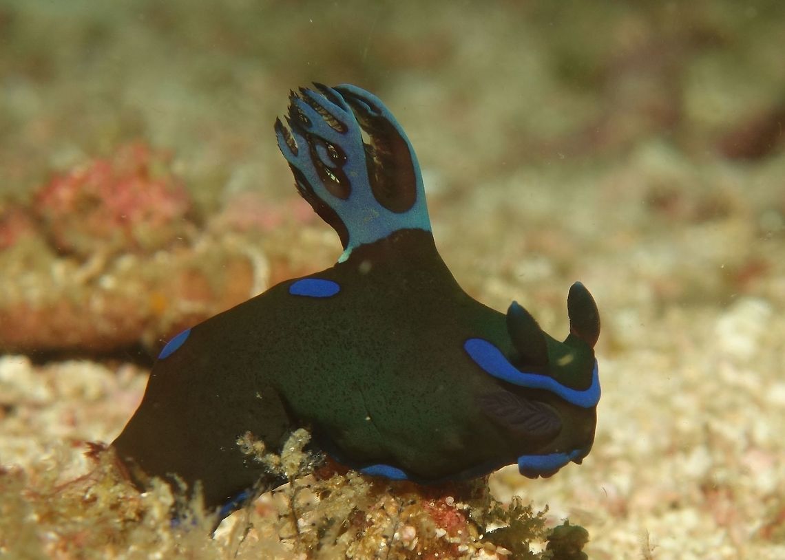 Nudibranch - Tambja morosa  Cebu,Geotagged,Malapascua,Nudibranch,Philippines,Spring,Tambja morosa