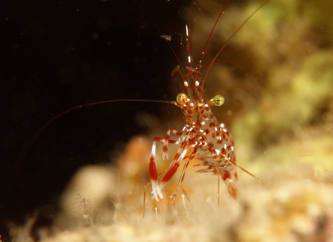 Clear Cleaner Shrimps - Urocaridella antonbruunii This Clear Cleaner Shrimps - Urocaridella antonbruunii can be found in the plentiful usually near crevices where they waits for fishes, moray eels and even cuttlefish to go to them for cleaning. Cebu,Cleaner Shrimp,Clear Cleaner Shrimp,Geotagged,Malapascua,Philippines,Shrimp,Spring,Urocaridella antonbruunii