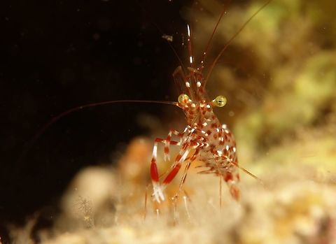 Clear Cleaner Shrimps - Urocaridella antonbruunii This Clear Cleaner Shrimps - Urocaridella antonbruunii can be found in the plentiful usually near crevices where they waits for fishes, moray eels and even cuttlefish to go to them for cleaning. Cebu,Cleaner Shrimp,Clear Cleaner Shrimp,Geotagged,Malapascua,Philippines,Shrimp,Spring,Urocaridella antonbruunii