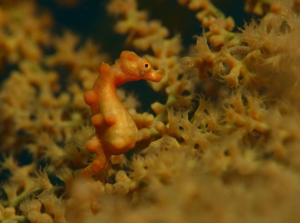 Denise's Pygmy Seahorse - Hippocampus denise This Denise&#039;s Pygmy Seahorse - Hippocampus denise looks a bit pregnant and like all Seahorses, its the male that carries the babies.  They lives in specific gorgonian sea fans. Denise's pygmy seahorse,Geotagged,Hippocampus denise,Kalanggaman,Philippines,Pygmy Seahorse,Seahorse,Spring