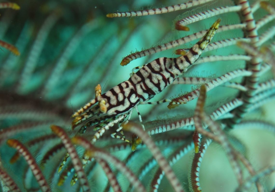 Crinoid Shrimp - Periclimenes amboinensis This is another Crinoid Shrimp - Periclimenes amboinensis in different colouration and markings, to blend in perfectly with its host Crinoid. Crinoid Shrimp,Geotagged,Kalanggaman,Laomenes amboinensis,Periclimenes amboinensis,Philippines,Shrimp,Spring