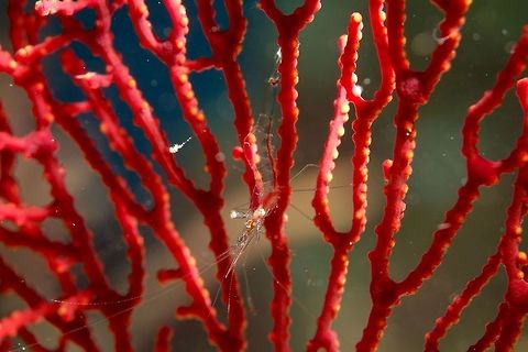 Translucent Gorgonian Shrimp - Manipontonia psamathe This Translucent Gorgonian Shrimp - Manipontonia psamathe is almost transparent and as its name indicates, are usually found on Gorgonian Sea fan and sometimes soft corals. Geotagged,Gorgonian Shrimp,Kalanggaman,Manipontonia psamathe,Philippines,Shrimp,Spring,Translucent Gorgonian Shrimp