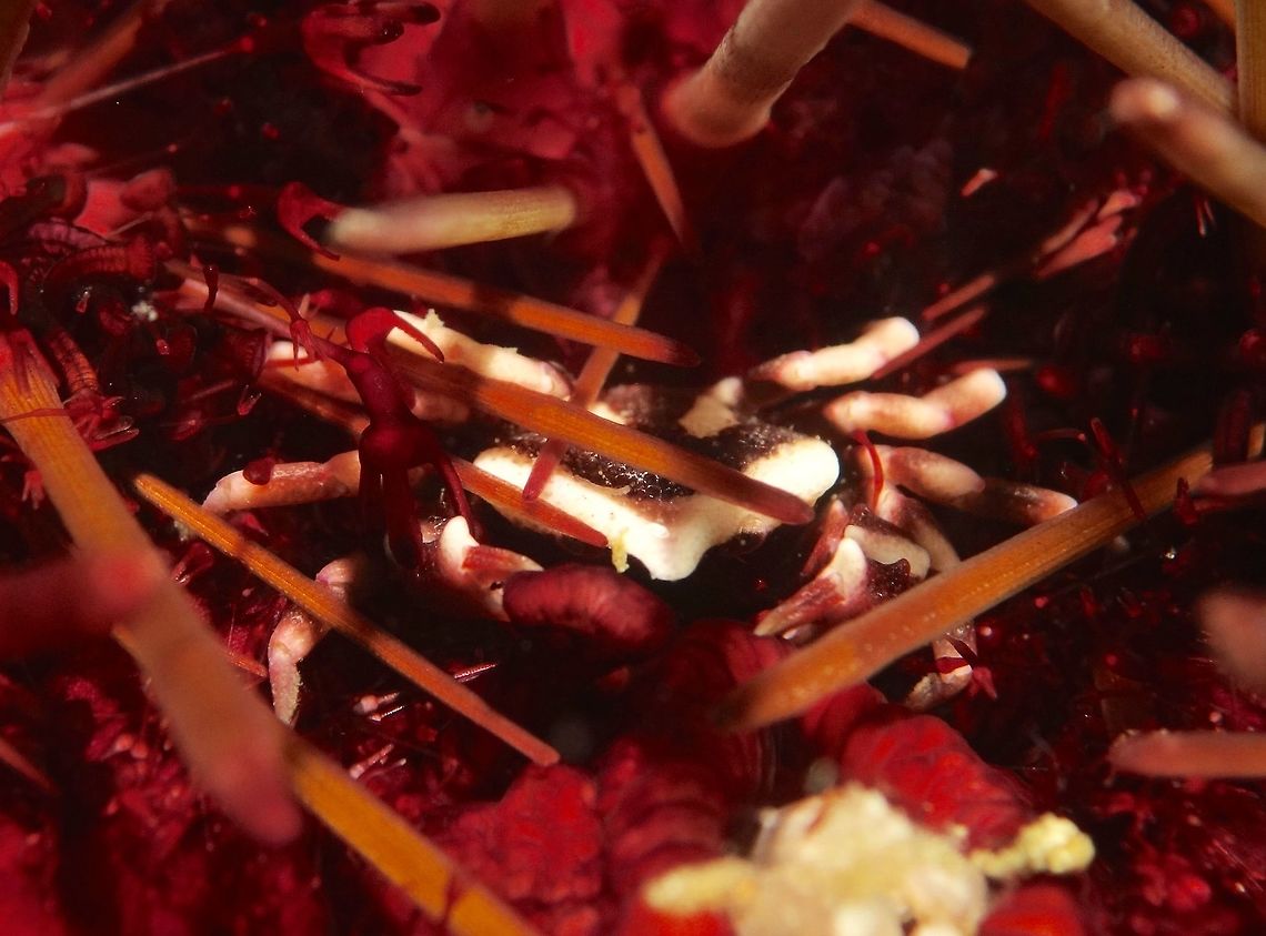 The rectum is the home! This is a Pentagonal Urchin Shrimp - Echinoecus pentagonus, very difficult to find and even more difficult to take proper picture of, for several reasons :<br />
<br />
1. It lives inside the rectum of the Sea Urchin, thus you have to flip the Sea Urchin to find them.  They are rarely seen outside.<br />
<br />
2. As its host is a Sea Urchin and will keep moving if you flips them, you have to be careful not to get your hand/fingers stung by the Sea Urchins.<br />
<br />
According to Wikipedia, this Crab is a parasite. Echinoecus pentagonus,Geotagged,Pentagonal Urchin Shrimp,Philippines,Shrimp,Spring,Urchin Shrimp,malapascua