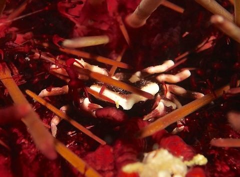 The rectum is the home! This is a Pentagonal Urchin Shrimp - Echinoecus pentagonus, very difficult to find and even more difficult to take proper picture of, for several reasons :

1. It lives inside the rectum of the Sea Urchin, thus you have to flip the Sea Urchin to find them.  They are rarely seen outside.

2. As its host is a Sea Urchin and will keep moving if you flips them, you have to be careful not to get your hand/fingers stung by the Sea Urchins.

According to Wikipedia, this Crab is a parasite. Echinoecus pentagonus,Geotagged,Pentagonal Urchin Shrimp,Philippines,Shrimp,Spring,Urchin Shrimp,malapascua