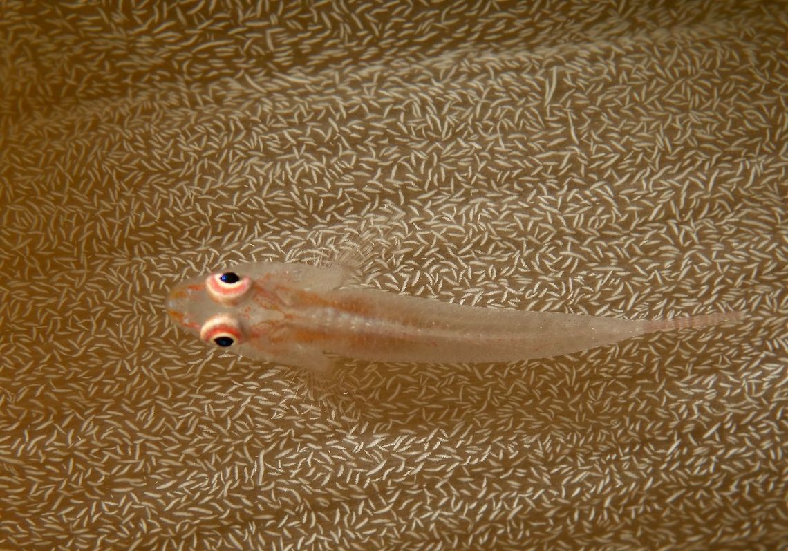 Soft Coral Goby - Pleurosicya boldinghi This Soft Coral Goby - Pleurosicya boldinghi are small in size, usually around 4-5 cm, translucent or white in colour and found on Soft Corals, hence its name. Fish,Geotagged,Goby,Kalanggaman,Philippines,Pleurosicya boldinghi,Soft Coral Goby,Spring