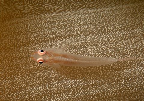 Soft Coral Goby - Pleurosicya boldinghi This Soft Coral Goby - Pleurosicya boldinghi are small in size, usually around 4-5 cm, translucent or white in colour and found on Soft Corals, hence its name. Fish,Geotagged,Goby,Kalanggaman,Philippines,Pleurosicya boldinghi,Soft Coral Goby,Spring