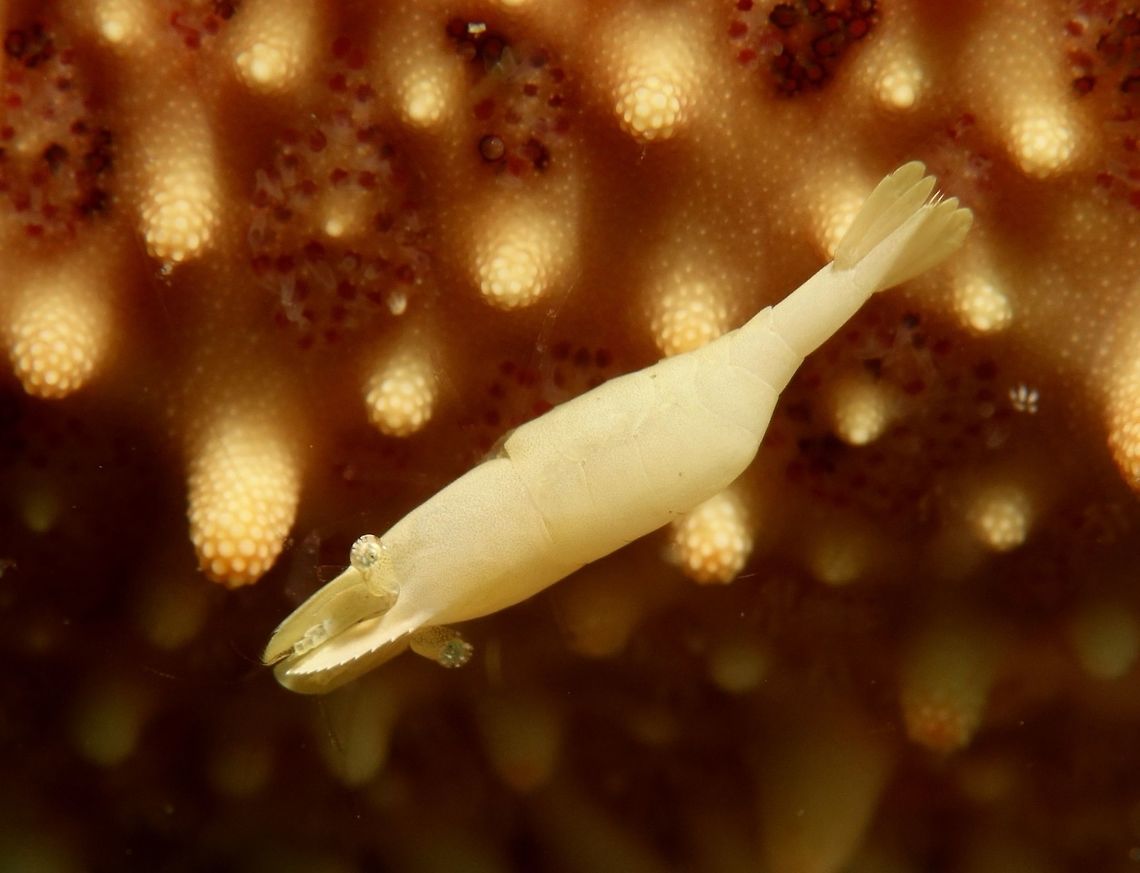 Starfish Commensal Shrimp - Periclimenes soror This Periclimenes soror shrimps lives in symbiosis with Starfish.  Their colouration can be very variable depending on their host Starfish. Small in size, usually less than 1 cm. Commensal Shrimp,Geotagged,Malapascua,Periclimenes soror,Philippines,Shrimp,Spring,Starfish Commensal Shrimp,cebu