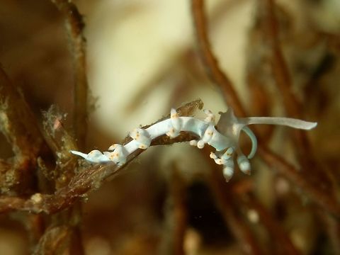 Nudibranch - Flabellina bicolor (Genus updated to Samla) Flabellina bicolor (Samla bicolor) is characterised by its white body and the subterminal golden band on each cerata. It is one of a group of species with lamellate rhinophores, and with oral tentacles with a flattened terminal lobe. When this aeolid is crawling along the flattened paddle-like oral tentacles are continually flapping up and down apparently testing the substrate the animal is crawling over. Geotagged,Malapascua,Nudibranch,Philippines,Samla bicolor,Spring,cebu