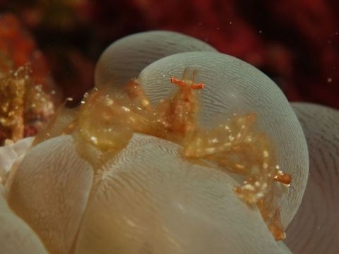 Orangutan Crab - Achaeus japonicus Achaeus japonicus, sometimes known as the orang-utan crab, is a crab of the family Inachidae (spider crabs or decorator crabs) which can be observed in tropical waters of the central Indo-Pacific.

With a carapace of only about 2 centimetres or 0.8 inches in diameter, it has relatively long arms, which are thickly covered with fine hairs, red or reddish brown in colour, and often laden with small bits of debris for further camouflage. It is frequently, but not always, found in association with the bubble coral Plerogyra sinuosa. Achaeus japonicus,Crab,Geotagged,Malapascua,Orangutan Crab,Philippines,Spring,cebu