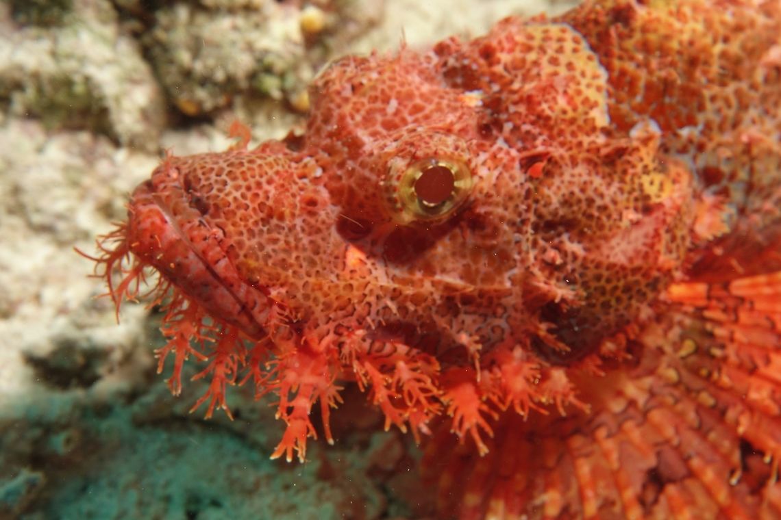 Tasseled Scorpionfish - Scorpaenopsis oxycephala The Tasseled Scorpionfish - Scorpaenopsis oxycephala has long humped snout, eye cirri absent in adults, prominent skin tassels on lower head; small scales (60-65 in lateral row on side). Highly variable colour and markings. Fish,Geotagged,Kalanggaman,Philippines,Scorpaenopsis oxycephala,Scorpionfish,Spring,Tassled scorpionfish