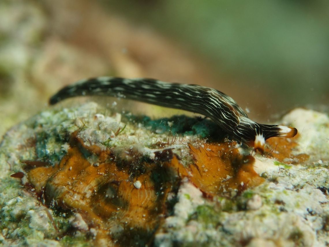 Sea Slug - Thuridilla gracilis This Thuridilla gracilis Sea Slug can be up to 25 mm in size. The body is partially covered by the fold of the lateral parapodia. The mantle is black and crossed by multiple fine white longitudinal lines (eight to ten) punctuated sometimes with blue spots. The border of the lapel of the parapodia and rhinophores is often orange. The smooth rhinophores can be whitish without any lines. Geotagged,Kalanggaman,Philippines,Sea Slug,Spring,Thuridilla gracilis