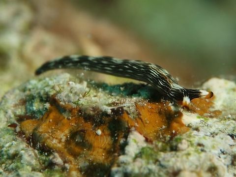 Sea Slug - Thuridilla gracilis This Thuridilla gracilis Sea Slug can be up to 25 mm in size. The body is partially covered by the fold of the lateral parapodia. The mantle is black and crossed by multiple fine white longitudinal lines (eight to ten) punctuated sometimes with blue spots. The border of the lapel of the parapodia and rhinophores is often orange. The smooth rhinophores can be whitish without any lines. Geotagged,Kalanggaman,Philippines,Sea Slug,Spring,Thuridilla gracilis
