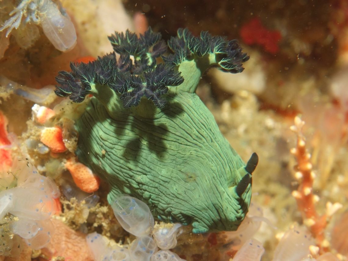 Incredible Hulk I like to refer to this Nembrotha milleri Nudibranch as the Incredible Hulk as it is always fully green in colour and fat in size. Geotagged,Malapascua,Miller's Nembrotha,Nembrotha milleri,Nudibranch,Philippines,Spring,cebu
