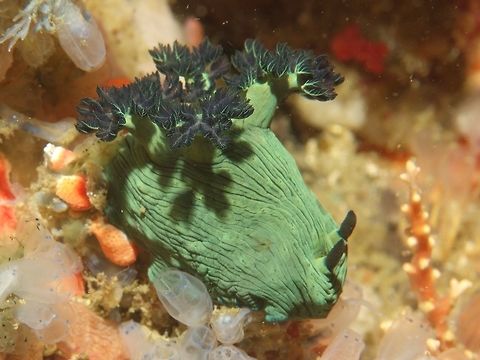 Incredible Hulk I like to refer to this Nembrotha milleri Nudibranch as the Incredible Hulk as it is always fully green in colour and fat in size. Geotagged,Malapascua,Miller's Nembrotha,Nembrotha milleri,Nudibranch,Philippines,Spring,cebu