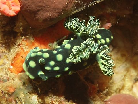 Nudibranch - Nembrotha cristata This Nembrotha Cristata Nudibranch is black in colour with raised green nodules. Crested Nembrotha,Geotagged,Malapascua,Nembrotha cristata,Nudibranch,Philippines,Spring,cebu