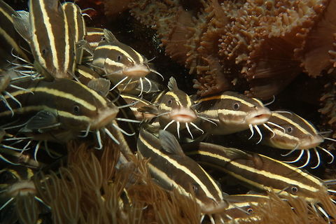 Striped Catfish - Plotosus lineatus Striped Catdish - Plotosus lineatus can reach a maximum length of 32 cm (13 in). The body is brown with cream-colored or white longitudinal bands.

The most striking feature of this species is in the fins, in fact the second dorsal, caudal and anal are fused together as in eels. In the rest of the body is quite similar to a freshwater catfish: the mouth is surrounded by four pairs of barbels, four on the upper jaw and four on the lower jaw. The first dorsal and each of the pectoral fins have a highly venomous spine. They may even be fatal. Catfish,Fish,Geotagged,Malapascua,Philippines,Plotosus lineatus,Spring,Striped eel catfish,cebu