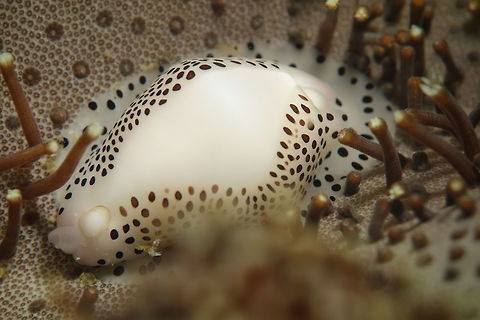 Egg Cowrie - Calpurnus verrucosus Mostly found on their food source - leather corals. Calpurnus verrucosus,Geotagged,Little Egg Cowry,Malapascua,Philippines,Spring