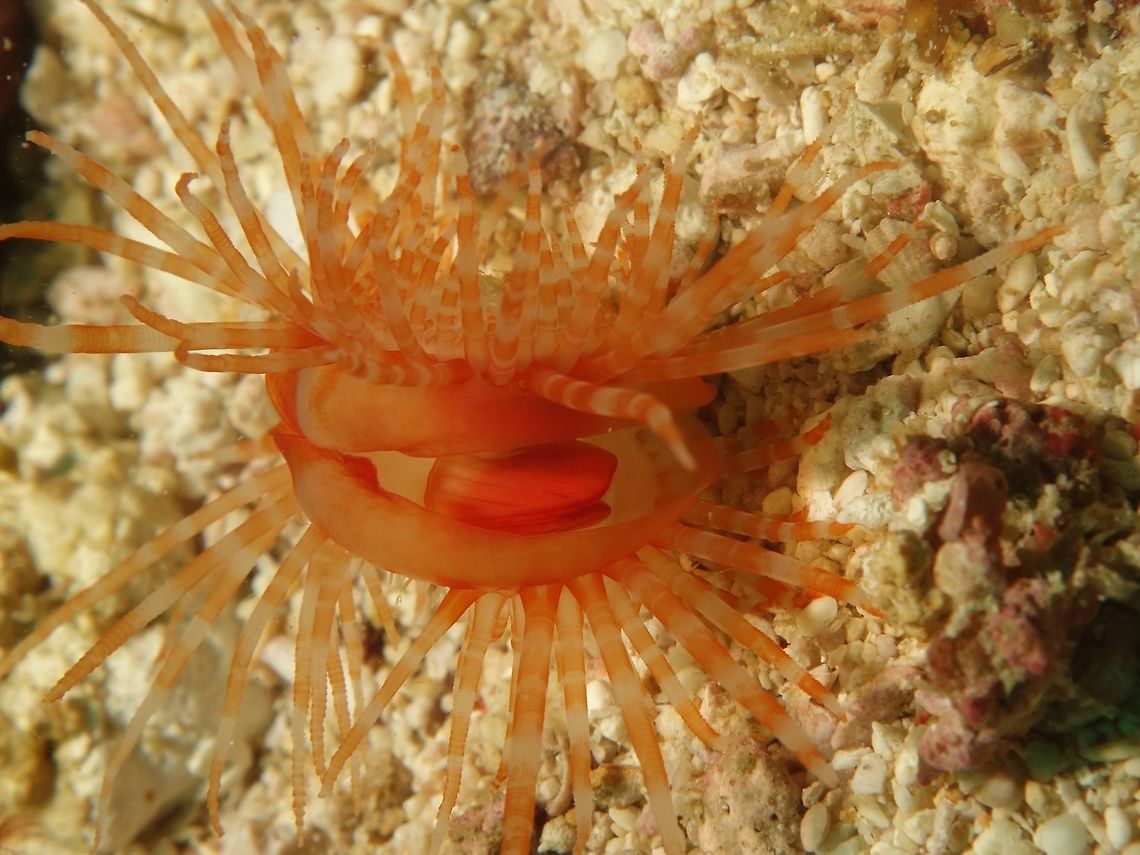 Fragile File Clam - Limaria fragilis This Fragile File Clam - Limaria fragilis are usually found hiding under rocks and rubbles and when exposed, they will swim to burrow themselves into sands or hide under rocks and rubbles again.  Cebu,Clam,File Clam,Fragile file clam,Geotagged,Limaria fragilis,Malapascua,Philippines,Spring