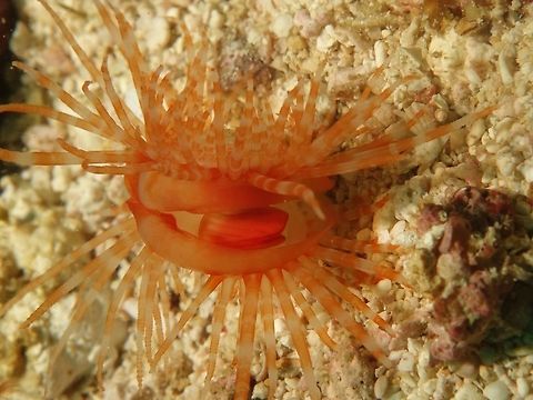 Fragile File Clam - Limaria fragilis This Fragile File Clam - Limaria fragilis are usually found hiding under rocks and rubbles and when exposed, they will swim to burrow themselves into sands or hide under rocks and rubbles again.  Cebu,Clam,File Clam,Fragile file clam,Geotagged,Limaria fragilis,Malapascua,Philippines,Spring