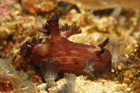 Nudibranch - Nembrotha mullineri Nembrotha mullineri Nudibranch is a white-black nembrothid that grows to at least 50 mm in length. The body is creamy-white, with longitudinal black-brown lines. The rhinophores and gills are black. Cebu,Geotagged,Malapascua,Nembrotha mullineri,Nudibranch,Philippines,Spring