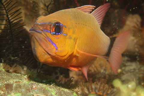 Flower Cardinalfish - Ostorhinchus fleurieu This Flower Cardinalfish - Ostorhinchus fleurieu like all Cardinalfish are mouth brooders, meaning they carries their eggs in the mouth during incubation period and will not eat/feeds during this incubation period but may accidentally swallows a few eggs. Cardinalfish,Fish,Flower cardinalfish,Geotagged,Malapascua,Ostorhinchus fleurieu,Philippines,Ring-tailed cardinalfish,Spring,cebu
