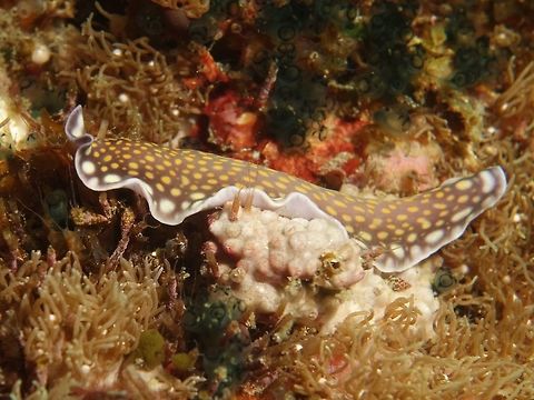 Linda's Flatworm - Pseudoceros lindae Pseudoceros lindae can reach a length of 50–80 millimetres (2.0–3.1 in). The upper surface of the thick and elongated body shows a wine color (burgundy) background with turquoise margins and a variable number oval to round yellow-golden spots. This pattern may vary from one individual to another especially in the density of points. The ventral side is light purple. Each pseudotentacle is formed by a broad simple fold of the anterior margins of the body. Also pharynx is formed by highly elaborated folds. This species is a simultaneous hermaphrodite, so it can make cross fecundation. There is a single male reproductive organ, that penetrates in any part of the mate's body, and the females have a short vagina directed backwards. Flatworm,Geotagged,Linda's flatworm,Malapascua,Philippines,Pseudoceros lindae,Spring,cebu