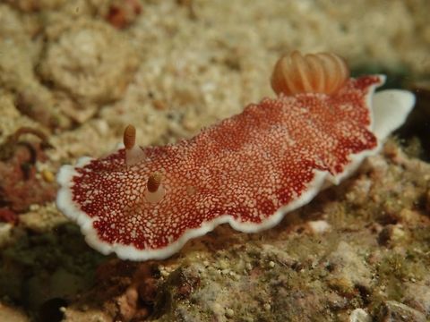 Nudibranch - Goniobranchus reticulatus The Goniobranchus reticulatus Nudibranch is white in colour with pinkish/reddish reticulated markings all over the top of its body. Geotagged,Goniobranchus reticulatus,Malapascua,Nudibranch,Philippines,Spring,cebu