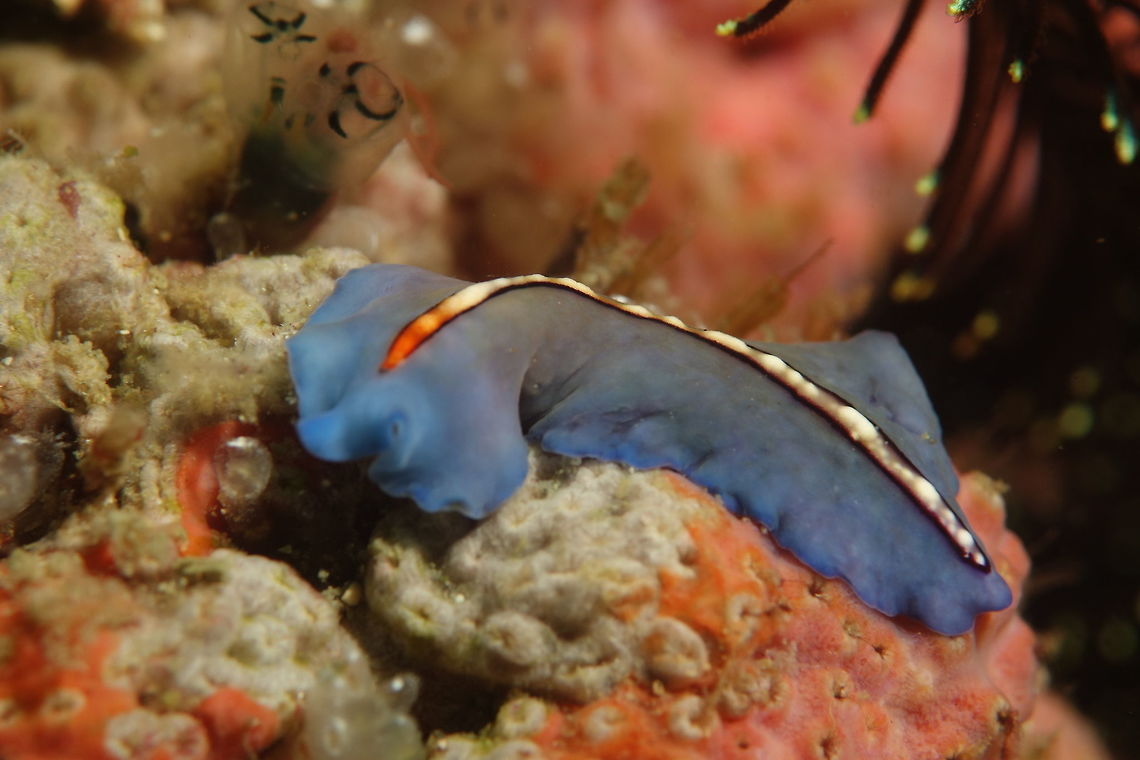 Flatworm - Pseudoceros bifurcus This Pseudoceros bifurcus has several common names : Racing stripe flatworm, orange-band flatworm, orange tipped flatworm.<br />
<br />
Dorsal surface with a background varying from green-bluish to cream with an intense purple margin without forming a distinctive marginal band. There is orange elongated spot beginning at the cerebral eyespot fading into a white median stripe that ends close to the posterior margin. Cream pseudotentacles formed by simple folds of the anterior margin with numerous ocella. A single cerebral cluster formed by about 30 eyes. Pharynx with elaborated folds. Flatworm,Geotagged,Malapascua,Philippines,Pseudoceros bifurcus,Spring,cebu