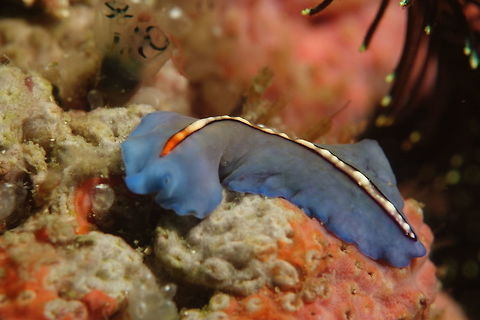 Flatworm - Pseudoceros bifurcus This Pseudoceros bifurcus has several common names : Racing stripe flatworm, orange-band flatworm, orange tipped flatworm.

Dorsal surface with a background varying from green-bluish to cream with an intense purple margin without forming a distinctive marginal band. There is orange elongated spot beginning at the cerebral eyespot fading into a white median stripe that ends close to the posterior margin. Cream pseudotentacles formed by simple folds of the anterior margin with numerous ocella. A single cerebral cluster formed by about 30 eyes. Pharynx with elaborated folds. Flatworm,Geotagged,Malapascua,Philippines,Pseudoceros bifurcus,Spring,cebu