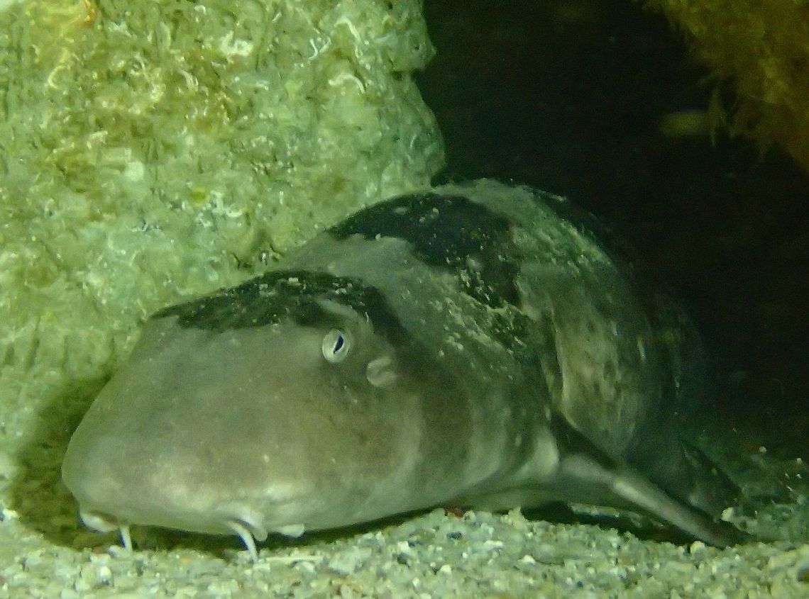 Bamboo Shark - Chiloscyllium punctatum This Bamboo Shark - Chiloscyllium punctatum was seen &#039;sleeping&#039; in a deep crevice in an underwater tunnel.  I had to  &#039;squeezed&#039; myself into the crevices to get a closer-up picture of this Shark but it was not possible to get a picture of the whole shark.<br />
<br />
This is a &#039;teenage&#039; shark, still with the distinctly barred dark and pale, whereas full adult Bamboo Sharks are overall brownish/grey in colour. Bamboo Shark,Brownbanded bamboo shark,Chiloscyllium punctatum,Fish,Geotagged,Malapascua,Philippines,Shark,Spring,cebu