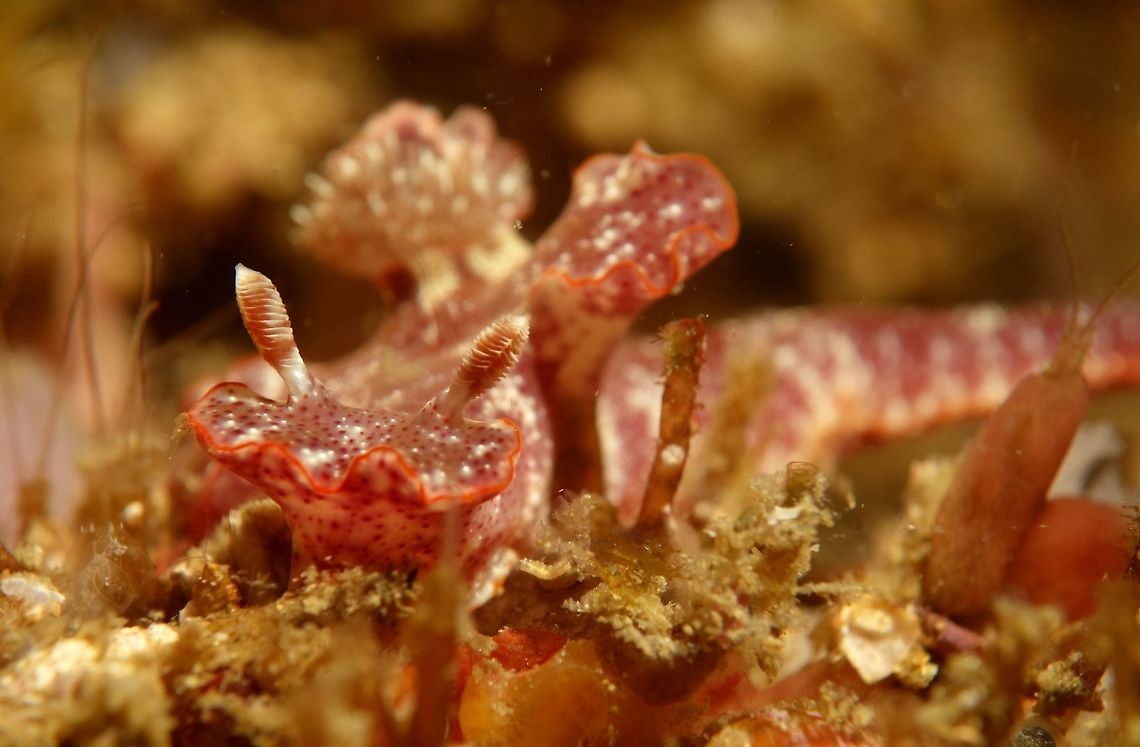 Nudibranch - Cerastoma tenue This Cerastoma tenue Nudibranch is usually brownish in colour with spots and orange/red/purple edges on its mantle. Cerastoma tenue,Geotagged,Malapascua,Nudibranch,Philippines,Spring,cebu