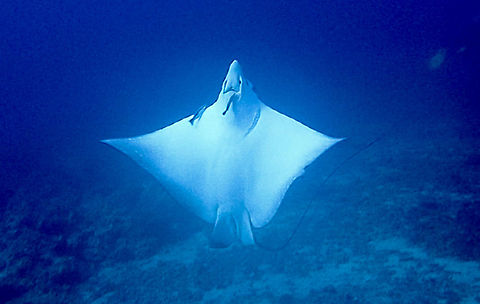 Getting cleaned! This Spotted Eagle Ray - Aetobatus narinari came to the cleaning station to get clean by the pyjama cleaner wrasses.  In order to get the Cleaner Wrassed to do the cleaning, they have to 'slow' down their swimming and in this instance, it was doing a summersault flip and 2 Cleaner Wrasses quickly went to the mouth areas for some tasty meal. Aetobatus narinari,Cebu,Eagle Ray,Geotagged,Malapascua,Philippines,Ray,Spotted eagle ray,Spring