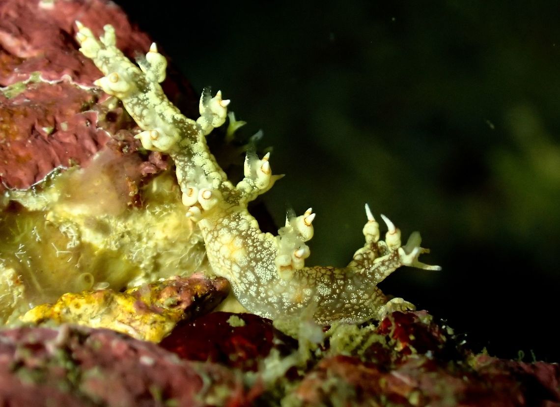 Nudibranch -Bornella hermanni  Bornella hermanni,Cebu,Geotagged,Hermann Bornella Nudibranch,Malapascua,Nudibranch,Philippines,Spring