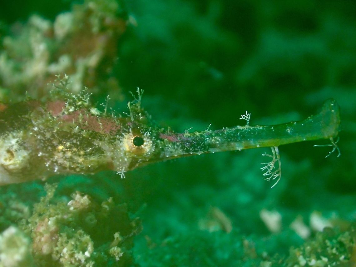 Close-up of Winged Pipefish The Winged Pipefish - Halicampus macrorhynchus has a lot of appendages on their snout, face and all over the body.<br />
They are usually found among coral rubbles where they blends in very well with their camouflage.<br />
<br />
This is a picture of a complete Pipefish, but a tiny juvenile : <br />
<br />
<figure class="photo"><a href="https://www.jungledragon.com/image/47457/baby.html" title="Baby"><img src="https://s3.amazonaws.com/media.jungledragon.com/images/2994/47457_thumb.jpg?AWSAccessKeyId=05GMT0V3GWVNE7GGM1R2&Expires=1759968010&Signature=Y3r9Jl6DWb0f9ftjWbq0mol3df8%3D" width="200" height="150" alt="Baby This is a very tiny Winged Pipefish - Halicampus macrorhynchus. Although it is around 2 cm length, it is very slender like a needle. It already is showing the horizontal flaps along its body, which gives them the common name, Winged Pipefish. Geotagged,Halicampus macrorhynchus,Philippines,Summer,Winged pipefish" /></a></figure> Cebu,Fish,Geotagged,Halicampus macrorhynchus,Malapascua,Philippines,Pipefish,Spring,Winged Pipefish