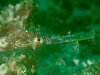 Close-up of Winged Pipefish The Winged Pipefish - Halicampus macrorhynchus has a lot of appendages on their snout, face and all over the body.<br />
They are usually found among coral rubbles where they blends in very well with their camouflage.<br />
<br />
This is a picture of a complete Pipefish, but a tiny juvenile : <br />
<br />
https://www.jungledragon.com/image/47457/baby.html Cebu,Fish,Geotagged,Halicampus macrorhynchus,Malapascua,Philippines,Pipefish,Spring,Winged Pipefish