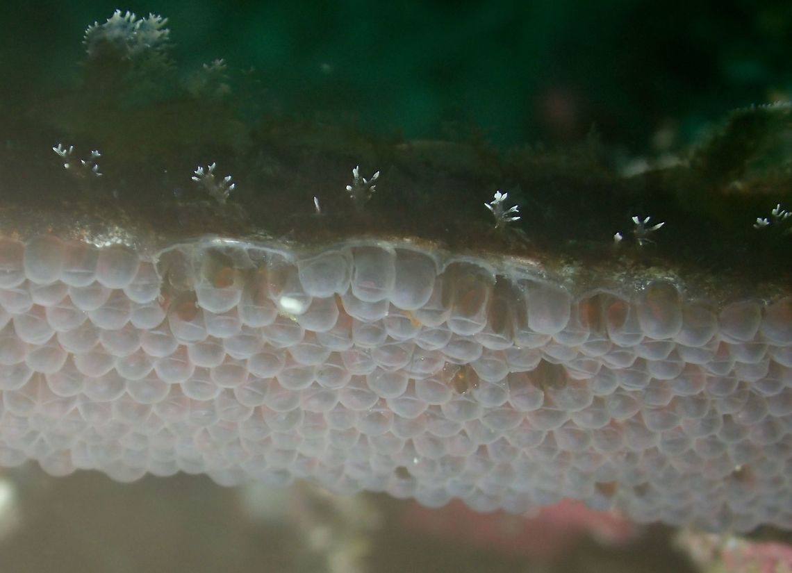 Eggs of Winged Pipefish This are the eggs of Winged Pipefish - Halicampus macrorhynchus.  If not mistaken, it is the male of the species that carries the eggs under their belly to brood them.<br />
<br />
This is the picture of the Pipefish :<br />
<br />
<figure class="photo"><a href="https://www.jungledragon.com/image/47360/close-up_of_winged_pipefish.html" title="Close-up of Winged Pipefish"><img src="https://s3.amazonaws.com/media.jungledragon.com/images/2994/47360_thumb.jpg?AWSAccessKeyId=05GMT0V3GWVNE7GGM1R2&Expires=1759968010&Signature=Rl9zh%2BpalG4dGQMI0RsbTvUKq1s%3D" width="200" height="150" alt="Close-up of Winged Pipefish The Winged Pipefish - Halicampus macrorhynchus has a lot of appendages on their snout, face and all over the body.<br />
They are usually found among coral rubbles where they blends in very well with their camouflage.<br />
<br />
This is a picture of a complete Pipefish, but a tiny juvenile : <br />
<br />
https://www.jungledragon.com/image/47457/baby.html Cebu,Fish,Geotagged,Halicampus macrorhynchus,Malapascua,Philippines,Pipefish,Spring,Winged Pipefish" /></a></figure><br />
 Eggs,Fish,Geotagged,Halicampus macrorhynchus,Malapascua,Philippines,Pipefish,Spring,Winged Pipefish,cebu