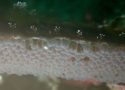 Eggs of Winged Pipefish This are the eggs of Winged Pipefish - Halicampus macrorhynchus.  If not mistaken, it is the male of the species that carries the eggs under their belly to brood them.

This is the picture of the Pipefish :

https://www.jungledragon.com/image/47360/close-up_of_winged_pipefish.html
 Eggs,Fish,Geotagged,Halicampus macrorhynchus,Malapascua,Philippines,Pipefish,Spring,Winged Pipefish,cebu