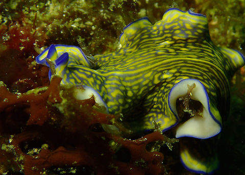 Flatworm - Pseudoceros bifurcus  Flatworm,Geotagged,Gravier's Flatworm,Malapascua,Philippines,Pseudoceros gravieri,Spring,cebu