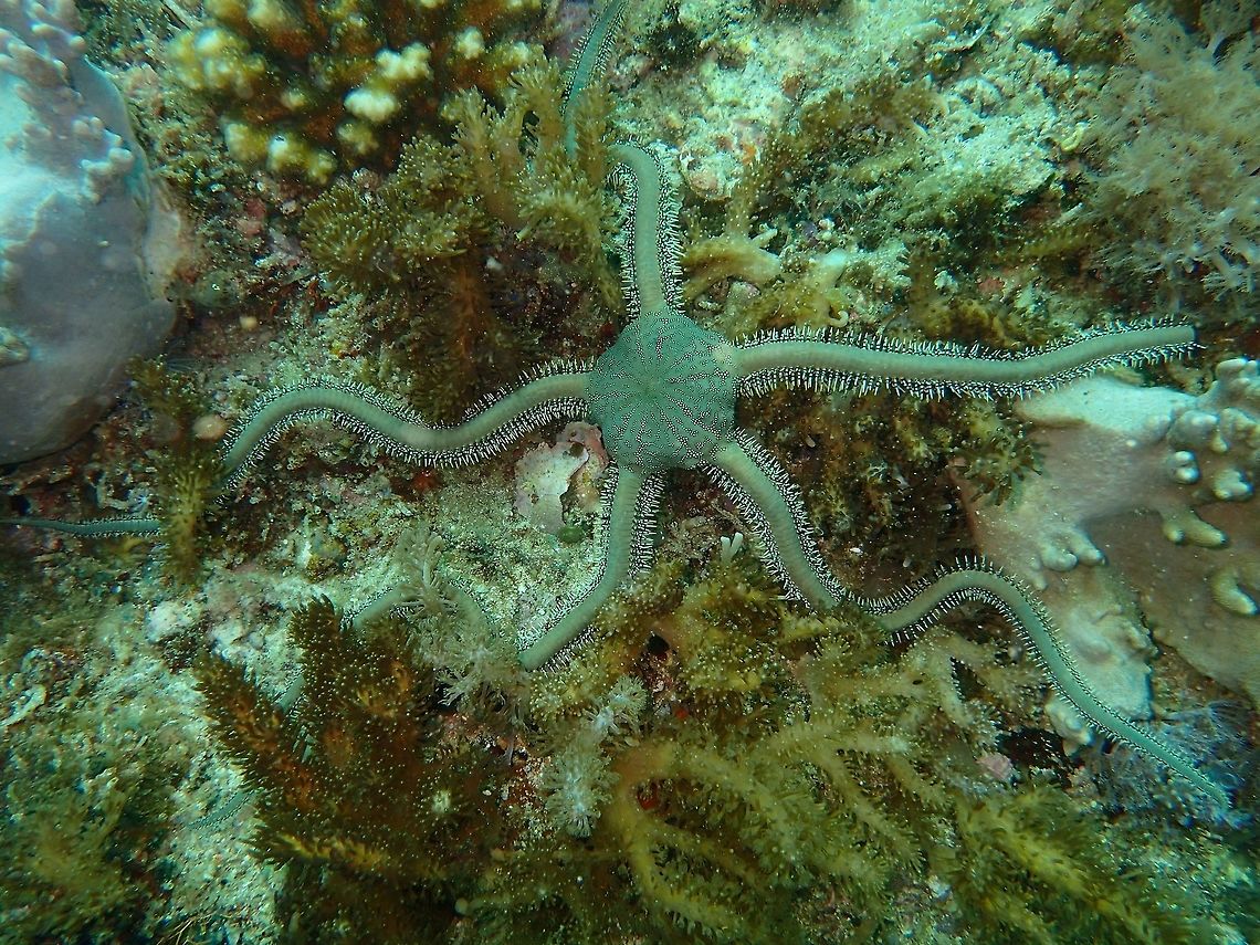 Green Britllestarfish - Ophiarachna incrassata This was a rather large Brittlestarfish, the main body part is around 15 cm in diameter. The legs are spiny and around 25-30 cm in length. Mostly green/turquoise in colour with interesting markings on the body. Brittlestar,Cebu,Geotagged,Green Brittlestarfish,Malapascua,Ophiarachna incrassata,Philippines,Spring,Starfish