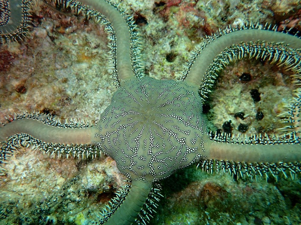 Close-up of Green Britllestarfish - Ophiarachna incrassata This is a close-up of the same Green Brittlestarfish to show the details of the markings on its body and the spines on its arms.<br />
<br />
The whole Brittlestar can be seen here :<br />
<br />
<figure class="photo"><a href="https://www.jungledragon.com/image/47363/green_britllestarfish_-_ophiarachna_incrassata.html" title="Green Britllestarfish - Ophiarachna incrassata"><img src="https://s3.amazonaws.com/media.jungledragon.com/images/2994/47363_thumb.jpg?AWSAccessKeyId=05GMT0V3GWVNE7GGM1R2&Expires=1769040010&Signature=8XHYD7pC5zIACeJfus%2BqdPOar4k%3D" width="200" height="150" alt="Green Britllestarfish - Ophiarachna incrassata This was a rather large Brittlestarfish, the main body part is around 15 cm in diameter. The legs are spiny and around 25-30 cm in length. Mostly green/turquoise in colour with interesting markings on the body. Brittlestar,Cebu,Geotagged,Green Brittlestarfish,Malapascua,Ophiarachna incrassata,Philippines,Spring,Starfish" /></a></figure><br />
 Brittlestarfish,Cebu,Geotagged,Green Brittlestarfish,Malapascua,Ophiarachna incrassata,Philippines,Spring,Starfish