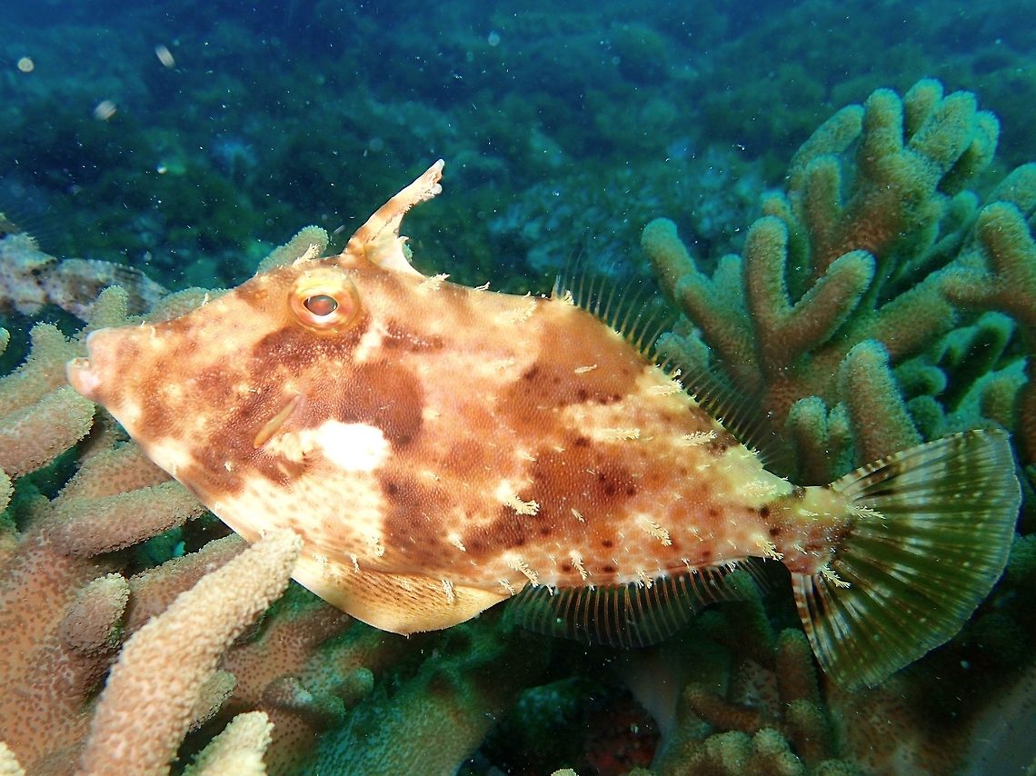 Filefish - Pseudomonacanthus macrurus This Filefish - Pseudomonacanthus macrurus is mostly brown to greenish in colour with shades in between.<br />
They have the ability to change their skin textures from smooth to with appendages, a bit similar to Octopus and Cuttlefish. Cebu,Filefish,Fish,Geotagged,Malapascua,Philippines,Pseudomonacanthus macrurus,Spring,Strap-weed filefish