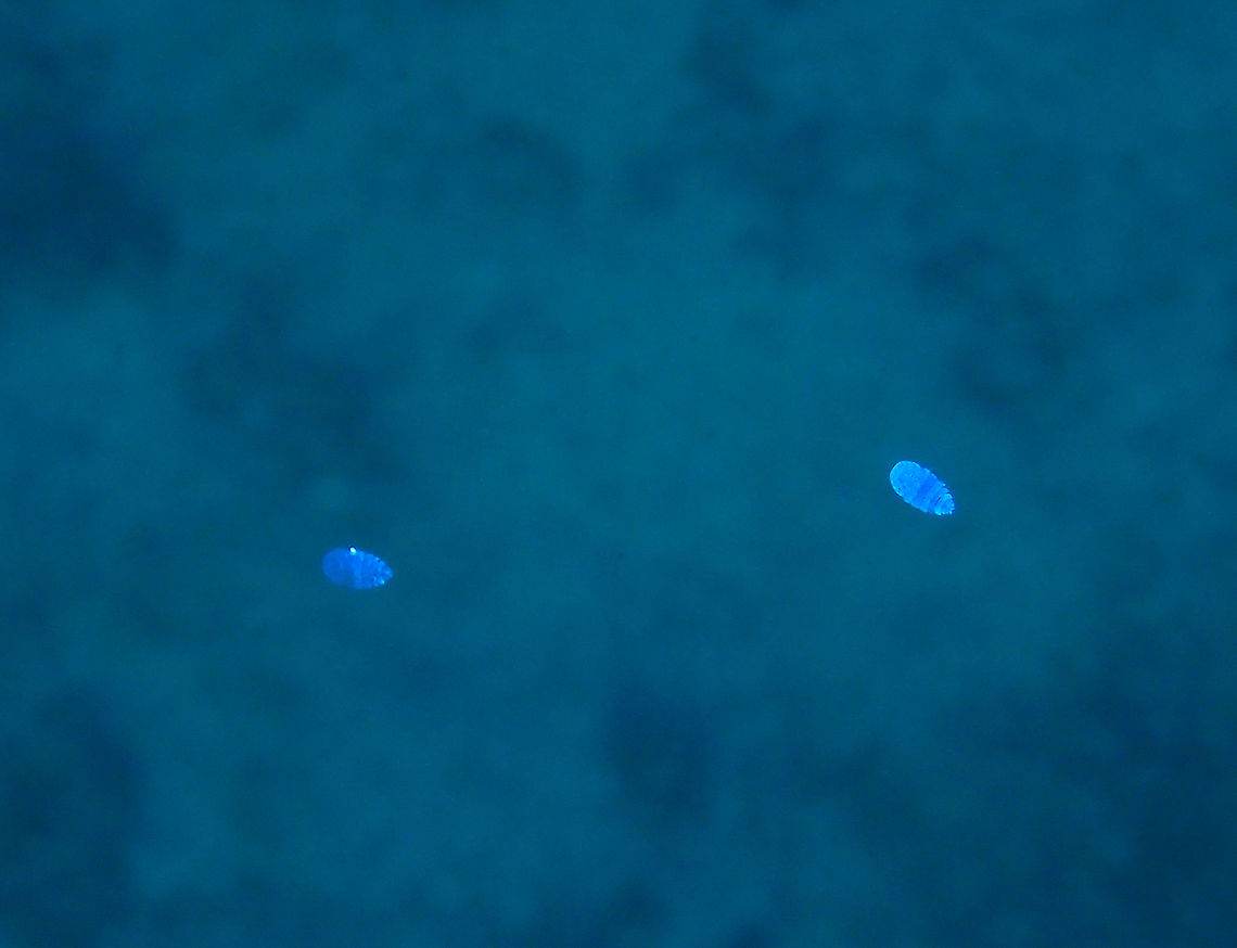 Sea Sapphire - Sapphirina sp <br />
This Sea Sapphire - Sapphirina sp are tiny copepods, probably up to 5 mm in size and are mostly seen floating and flickering in the water column.  In this picture, there are 2 of them, the on on the left appears to be turning off its colour to appear invisible.<br />
<br />
Check-out this video on how they can change their colours and made themselves invisible :<br />
<br />
<a href="http://www.sciencemag.org/news/2015/07/video-solving-mystery-invisible-sea-sapphire" rel="nofollow">http://www.sciencemag.org/news/2015/07/video-solving-mystery-invisible-sea-sapphire</a> Cebu,Geotagged,Malapascua,Philippines,Sappirina sp,Sea Sapphire,Spring