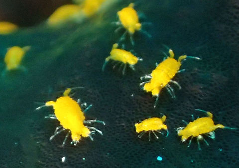 Sponge Isopod - Santia sp This Sponge Isopod - Santia sp are mostly brownish in colour and can be found in the plentiful on sponges.  However, they are often overlooked by divers due to their tiny size, probably up to 3 mm, but mostly smaller.

Check out a video of them here :

https://vimeo.com/55198923 Geotagged,Isopod,Malapascua,Philippines,Santia sp,Sponge Isopod,Spring,cebu