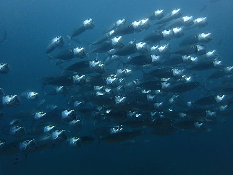 Big-Mouth Mackerel - Rastrelliger kanagurta This Mackerel - Rastrelliger kanagurta are usually found in big groups swimming with their mouth wide open, hence its name, Big-Mouth, to filter feed. Big-Mouth Mackerel,Fish,Geotagged,Indian mackerel,Mackerel,Malapascua,Philippines,Rastrelliger kanagurta,Spring,cebu