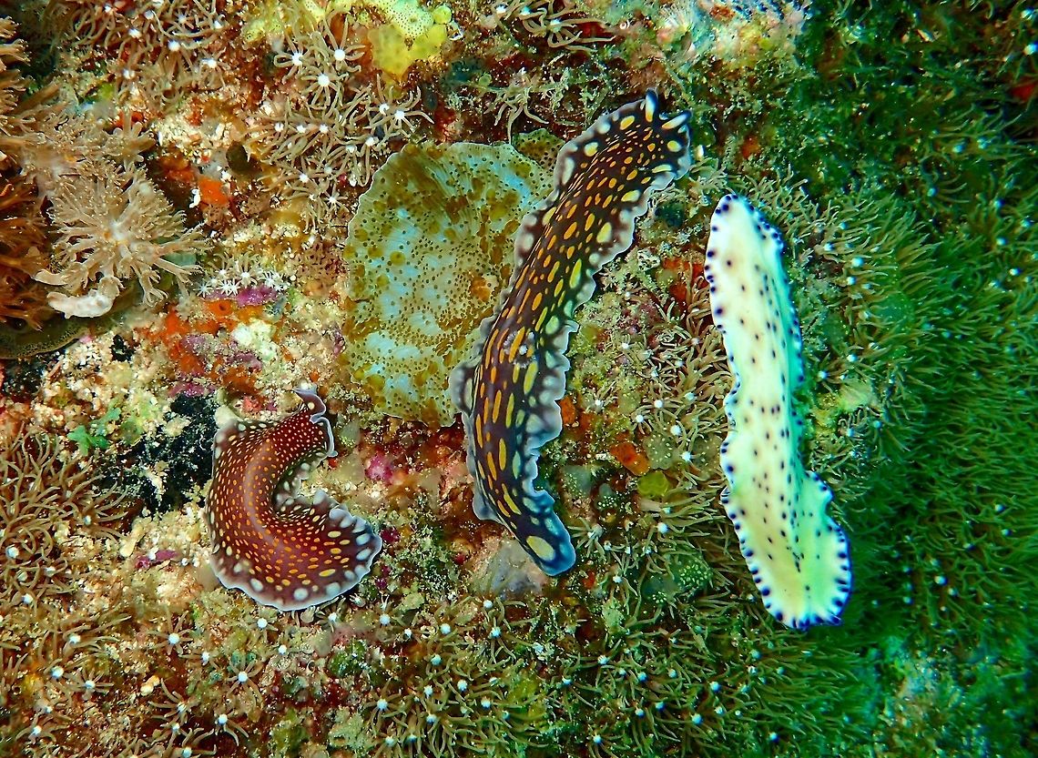 Flatworm - Pseudoceros laingensis The Pseudoceros laingensis Flatworm species is the one on the right; white/cream coloured with purple spots.<br />
<br />
The other 2 are Pseudoceros lindae Flatworms.<br />
<br />
This picture was taken at Chocolate Island, Philippines to illustrate the richness of this particular dive site of many Flatworms but it seems they can be seasonal.  There have been times when I dive at the same dive site and hardly see any Flatworms but in this particular trip, they were all over the place. Flatworm,Geotagged,Malapascua,Philippines,Psedoceros laingensis,Pseudoceros laingensis,Spring,cebu