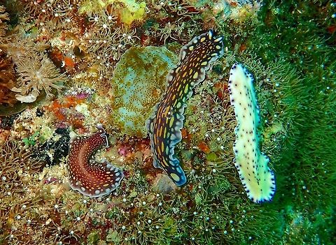 Flatworm - Pseudoceros laingensis The Pseudoceros laingensis Flatworm species is the one on the right; white/cream coloured with purple spots.

The other 2 are Pseudoceros lindae Flatworms.

This picture was taken at Chocolate Island, Philippines to illustrate the richness of this particular dive site of many Flatworms but it seems they can be seasonal.  There have been times when I dive at the same dive site and hardly see any Flatworms but in this particular trip, they were all over the place. Flatworm,Geotagged,Malapascua,Philippines,Psedoceros laingensis,Pseudoceros laingensis,Spring,cebu