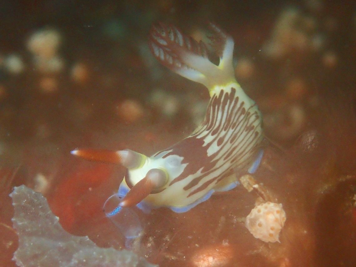 Nudibranch - Nembrotha lineolata This Nembrotha lineolata Nudibranch is seen here feeding on tunicates. Geotagged,Malapascua,Nembrotha lineolata,Nudibranch,Philippines,Spring,cebu