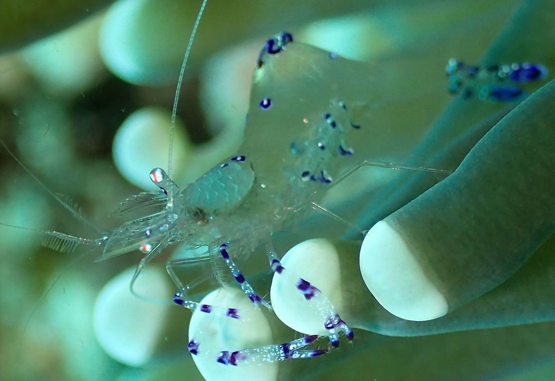 Sarasvati Anemone Shrimp - Periclimenes sarasvati The Sarasvati Anemone Shrimp - Periclimenes sarasvati is nearly transparent in its body with bands of blue/purple on the legs and the arch part of its back.  The head is also transparent that you can even see its brain as in this picture.  If the female is carrying eggs, it will also be seen under the abdomen. Anemone Shrimp,Anilao,Batangas,Geotagged,Periclimenes sarasvati,Philippines,Sarasvati Anemone Shrimp,Shrimp,Spring